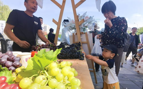 甜蜜來襲！平谷馬坊30萬斤精品葡萄豐收上市